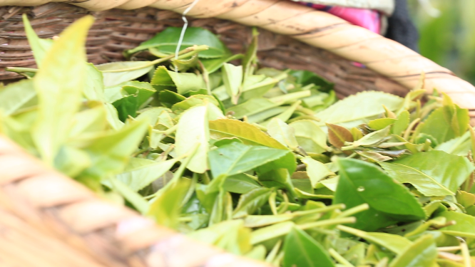 茶园采茶茶叶特写空镜