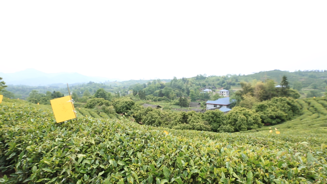 茶园采茶茶叶特写空镜