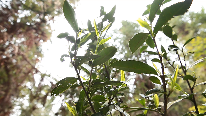 茶叶特写素材