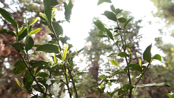 茶叶特写素材