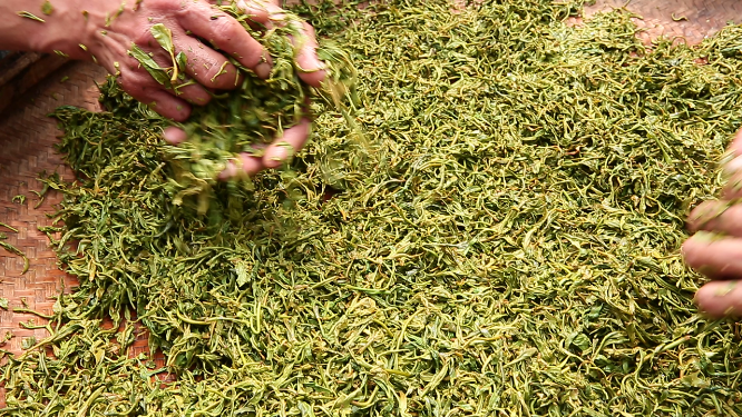 制茶工艺揉茶