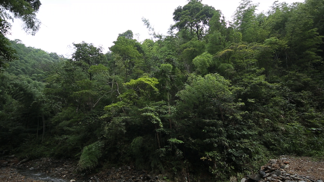 溆浦国家森林公园深林空镜