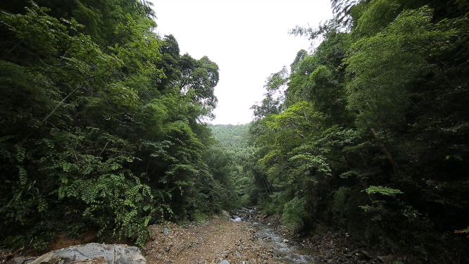 溆浦国家森林公园深林空镜