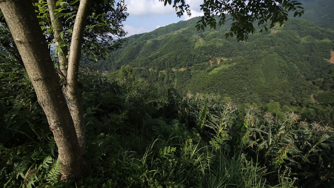 溆浦国家森林公园山顶蓝天