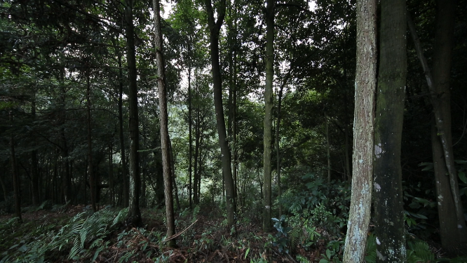 溆浦国家森林公园森林空镜