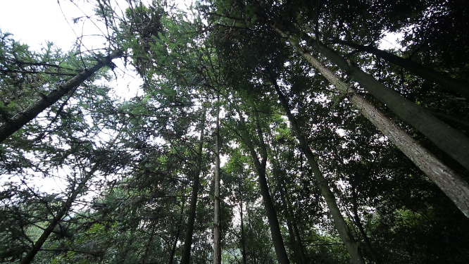 溆浦国家森林公园森林空镜