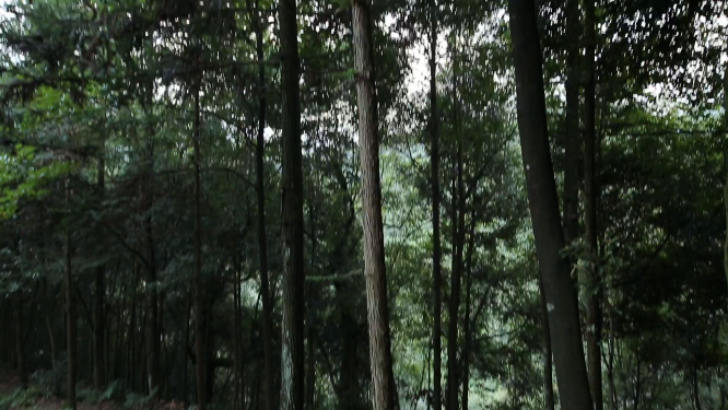 溆浦国家森林公园森林空镜