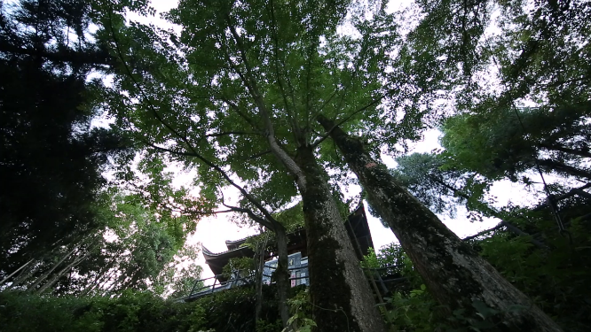 溆浦国家森林公园森林空镜