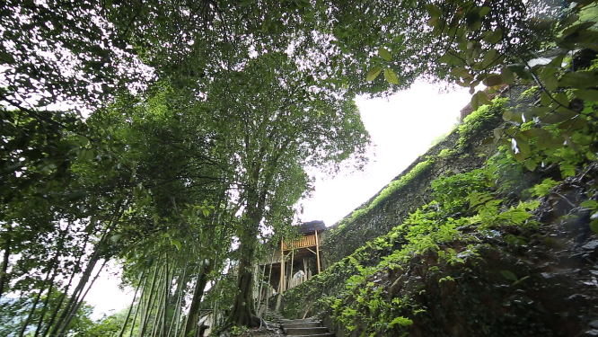 溆浦国家森林公园树木素材