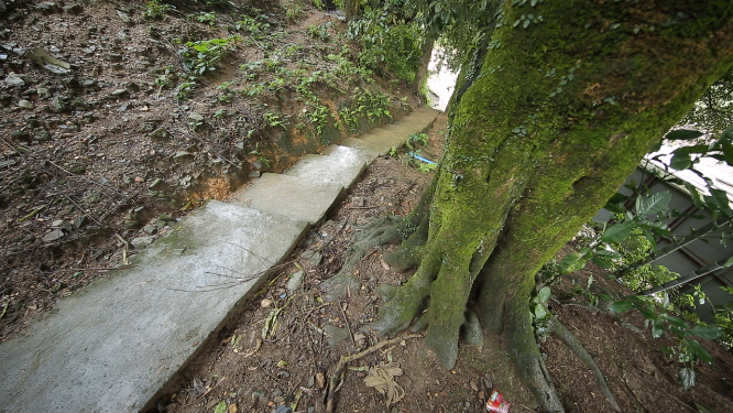 溆浦国家森林公园树木仰视素材