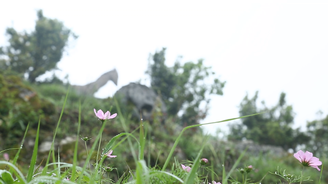 黄岩石林花海空镜自然风光素材