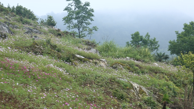 黄岩石林花海空镜自然风光素材