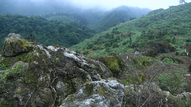 黄岩石林花海空镜自然风光素材