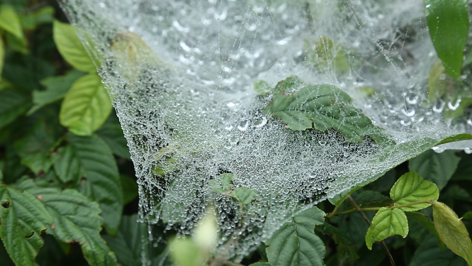 植物蜘蛛网露珠自然风光素材