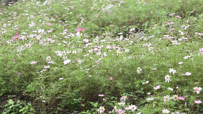 黄岩石林花海空镜自然风光素材