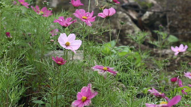 黄岩石林花海空镜自然风光素材