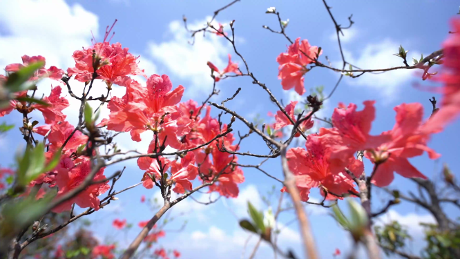 乡间野花