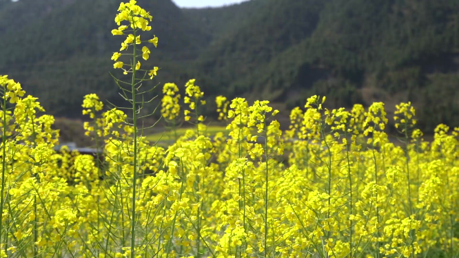 乡间花草