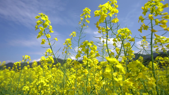 蓝天油菜花