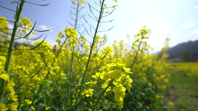 乡间花草