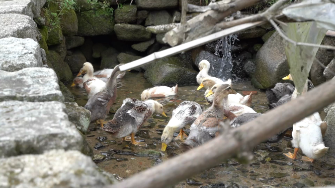 鸭子戏水