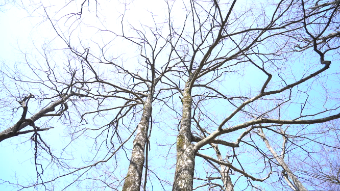 枯树空镜自然人文风光素材