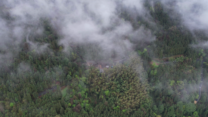 云雾缭绕森林自然风光素材