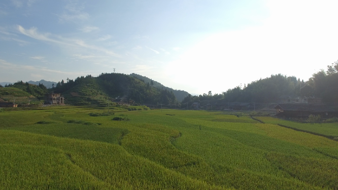 花瑶景区稻谷农田空镜素材