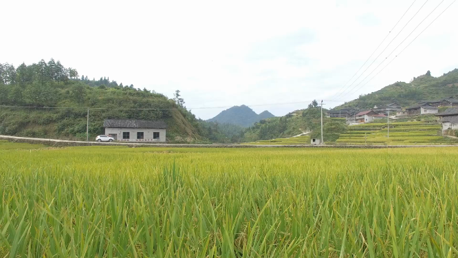 花瑶景区稻谷农田空镜素材