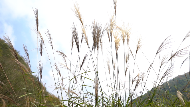 芦苇空镜素材