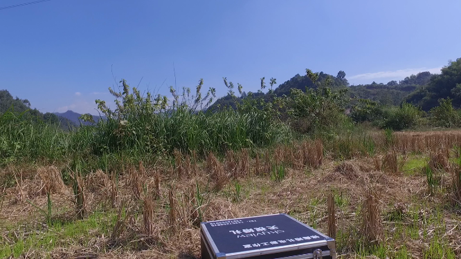 牌楼芭蕉村江河田野草丛