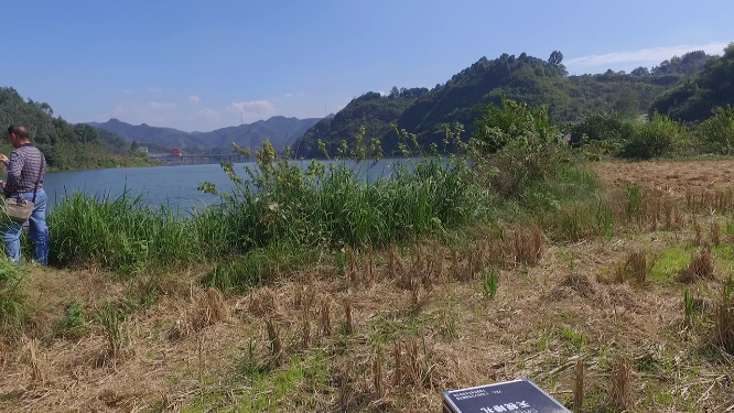 牌楼芭蕉村江河田野草丛