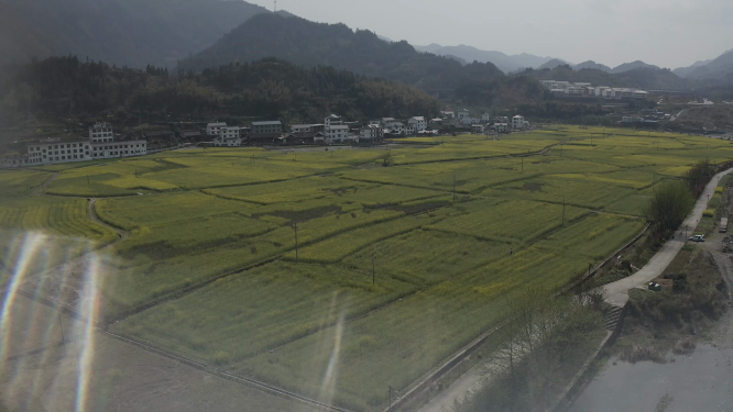 农田花海航拍素材