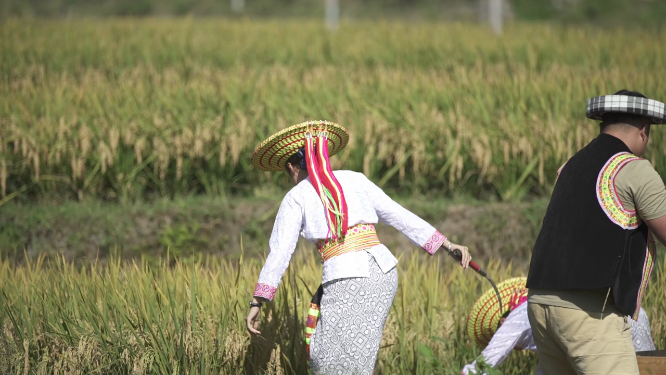 少数民族收稻谷