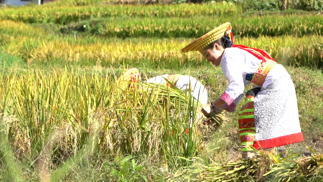 少数民族收稻谷