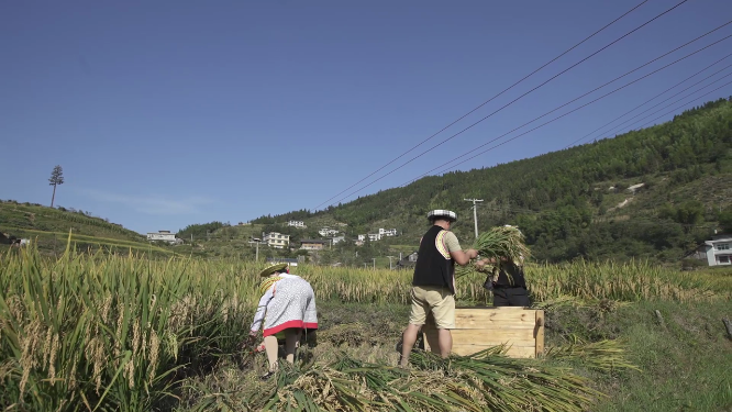 少数民族收稻谷