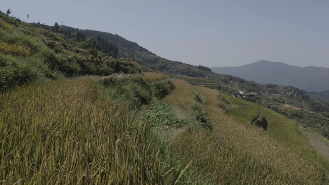 穿岩山田野稻谷侧面航拍