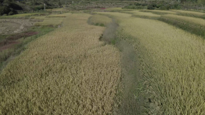 田野稻谷航拍