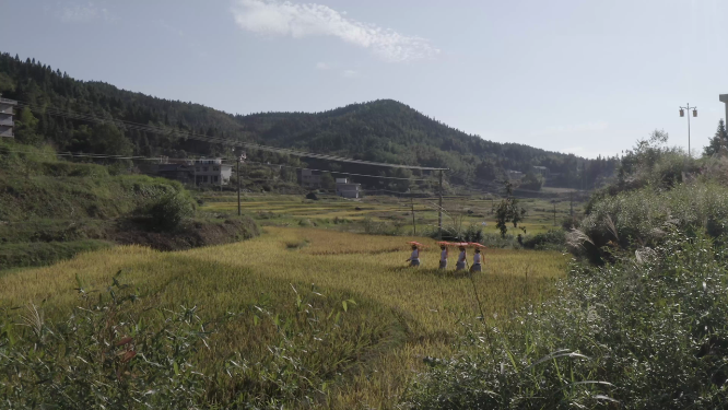 田野稻谷航拍
