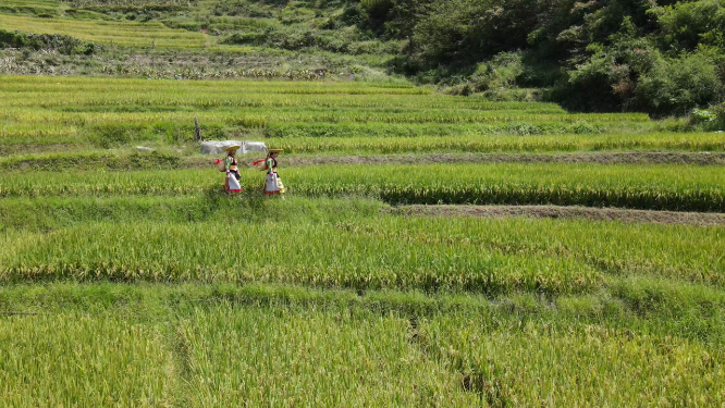 民族少女稻田行走