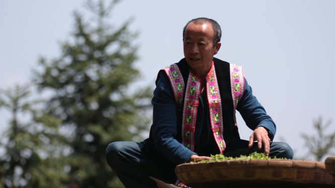 穿岩山国家森林公园天目茶制茶-晾晒工序
