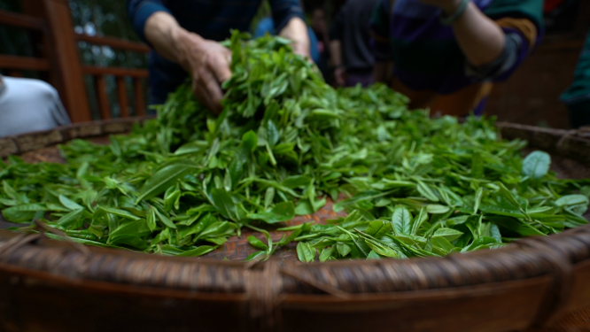 穿岩山国家森林公园天目茶制茶-晾晒工序