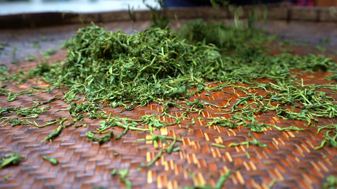 穿岩山国家森林公园天目茶制茶-揉捻工序