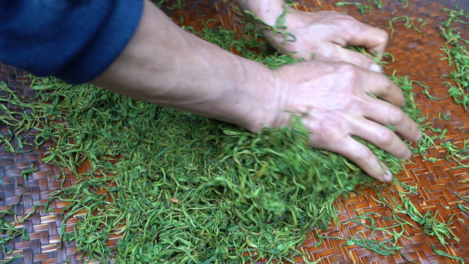 穿岩山国家森林公园天目茶制茶-揉捻工序