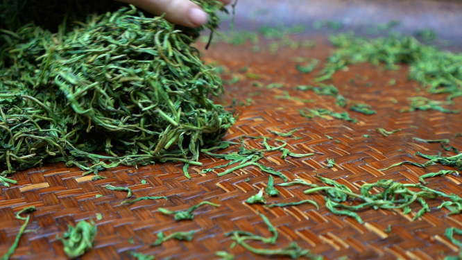 穿岩山国家森林公园天目茶制茶-揉捻工序