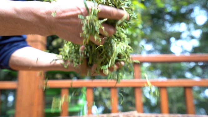 穿岩山国家森林公园天目茶制茶-晾晒工序