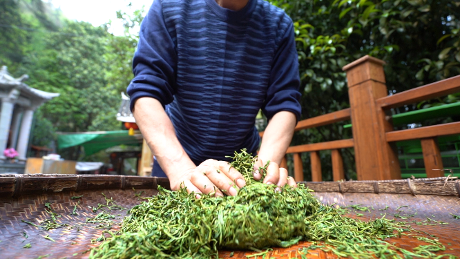 穿岩山国家森林公园天目茶制茶-揉捻工序