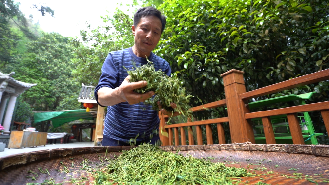 穿岩山国家森林公园天目茶制茶-晾晒工序