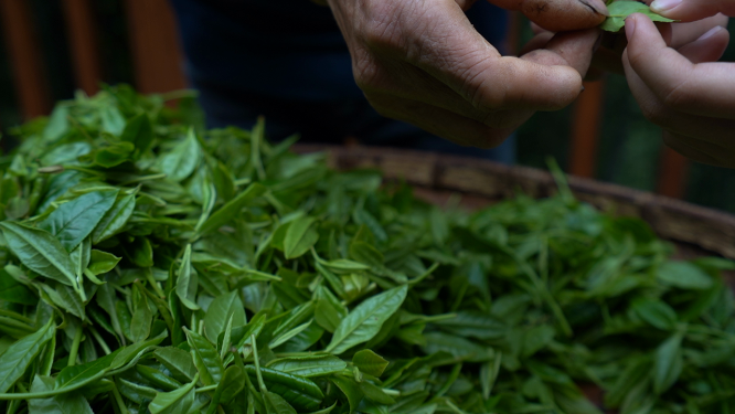 穿岩山国家森林公园天目茶制茶-采青工序