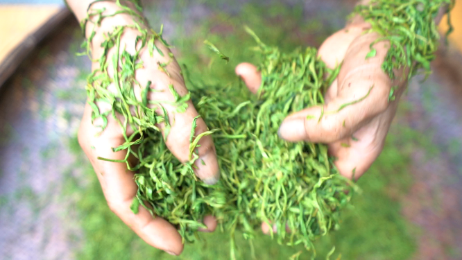 穿岩山国家森林公园天目茶制茶-晾晒工序